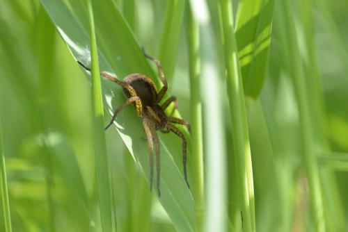 Réf. 225 186 : Dolomedes sp.